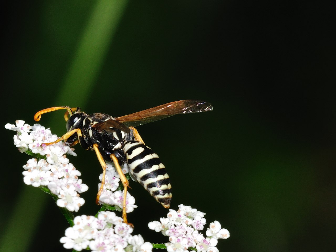 probabilmente Polistes gallicus, maschio a righe bianco/nere